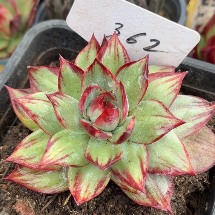 惊鸿一物一拍包装收缩花旱362