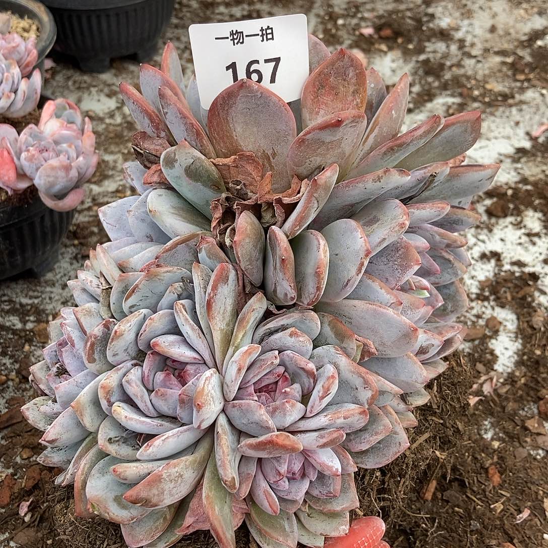 167 石榴籽一物一拍