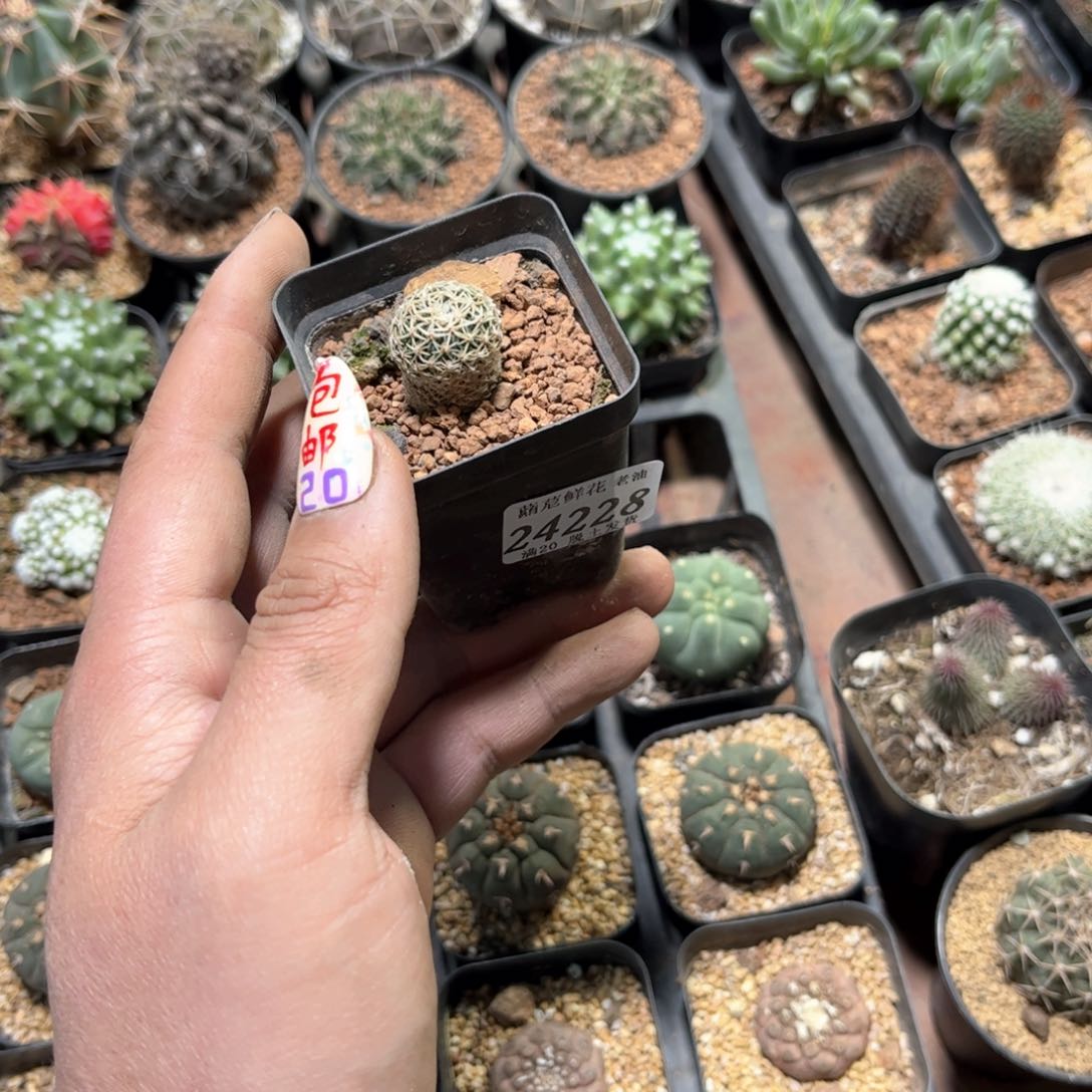 24228一物一拍单头发货