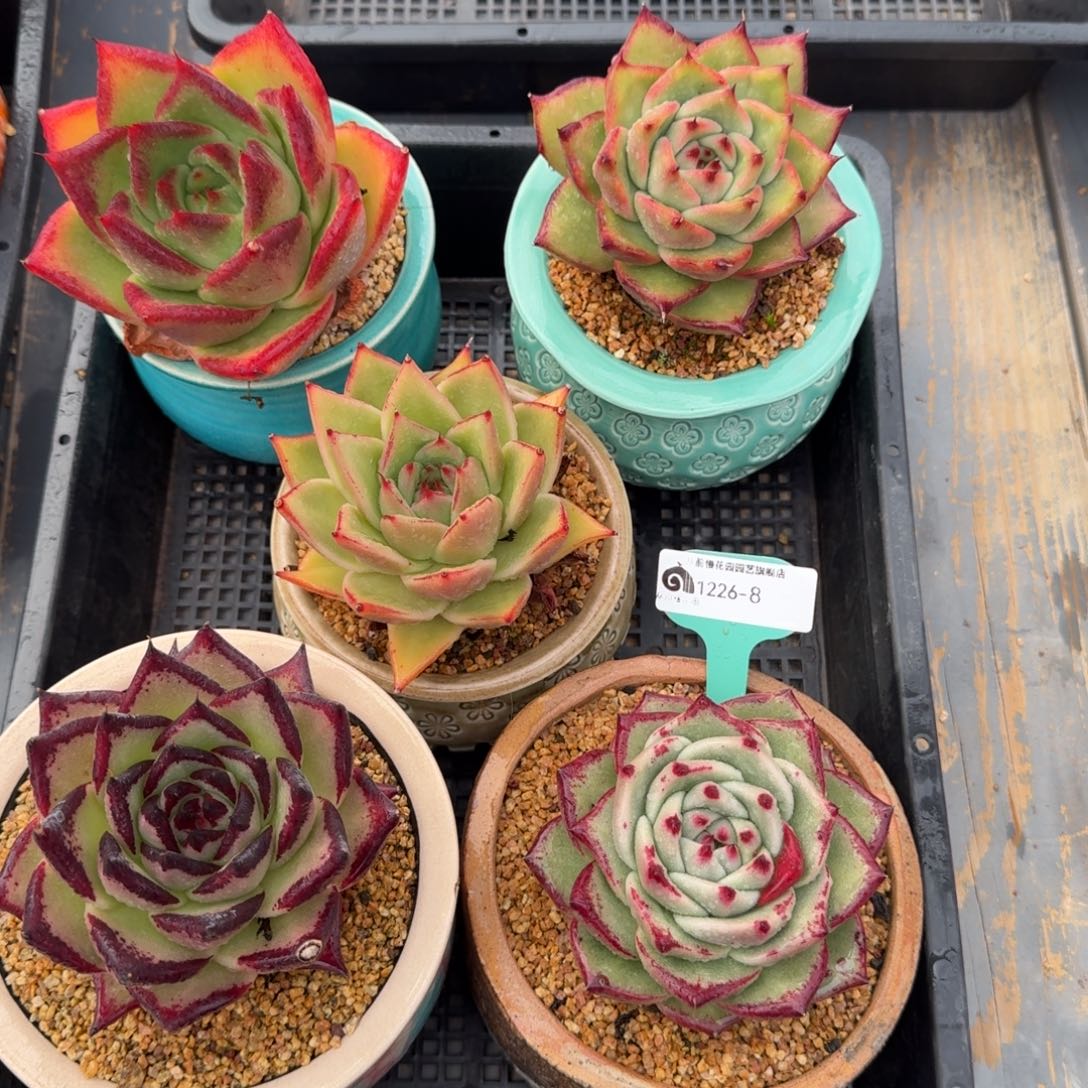 从前慢多肉精选编号1226.8