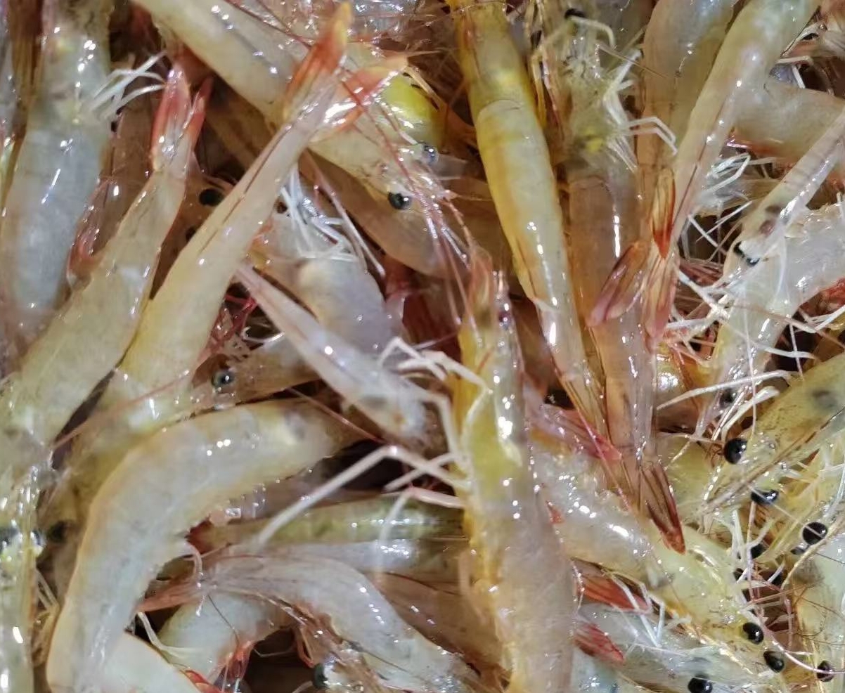 新鲜红虾白丁虾 厦门同城配送