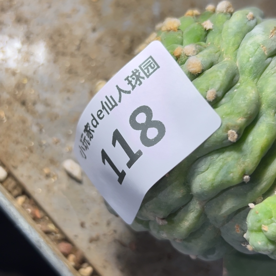 啊***哒118 仙人球的比赛将