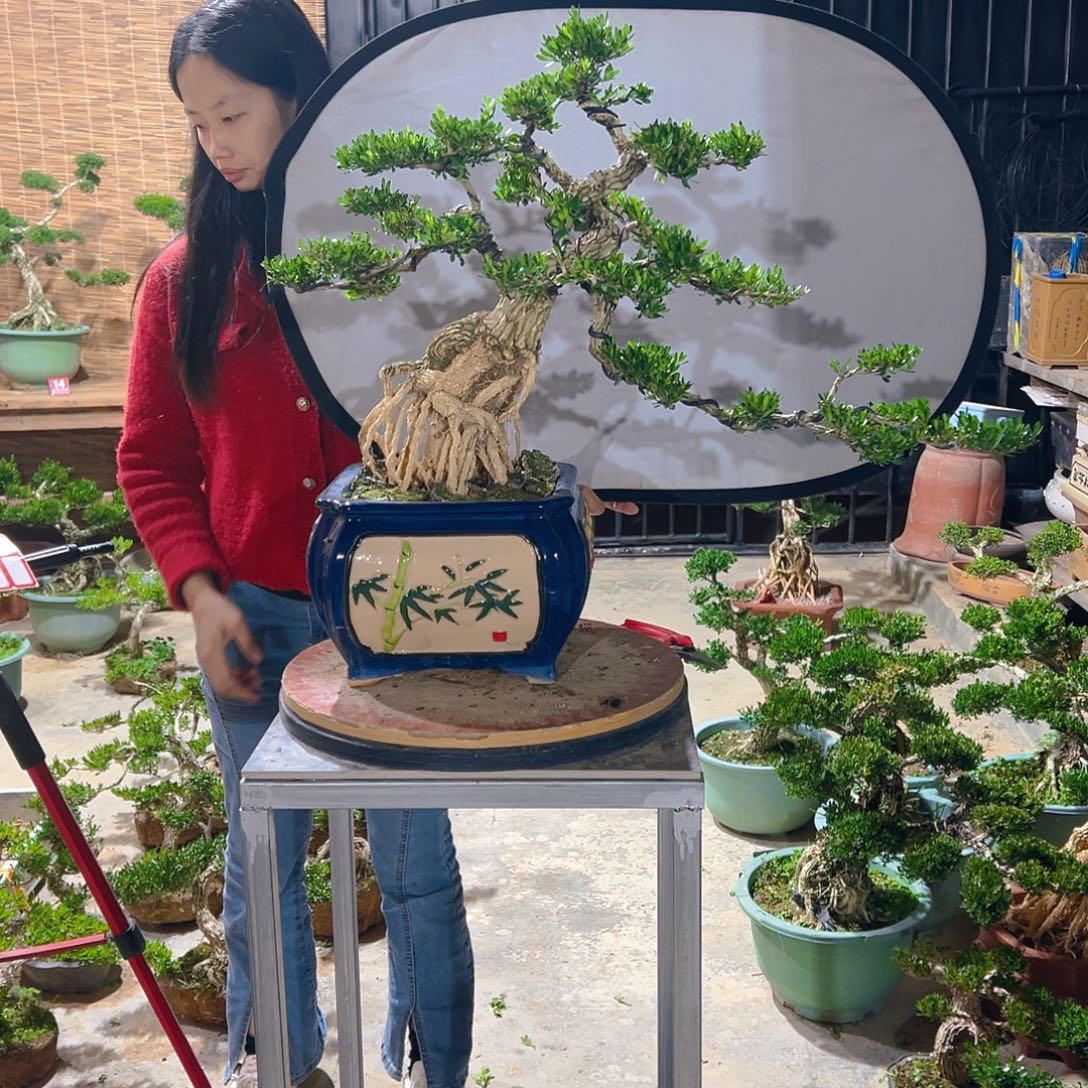 无花朵广东雀舌皱皮黄杨盆景