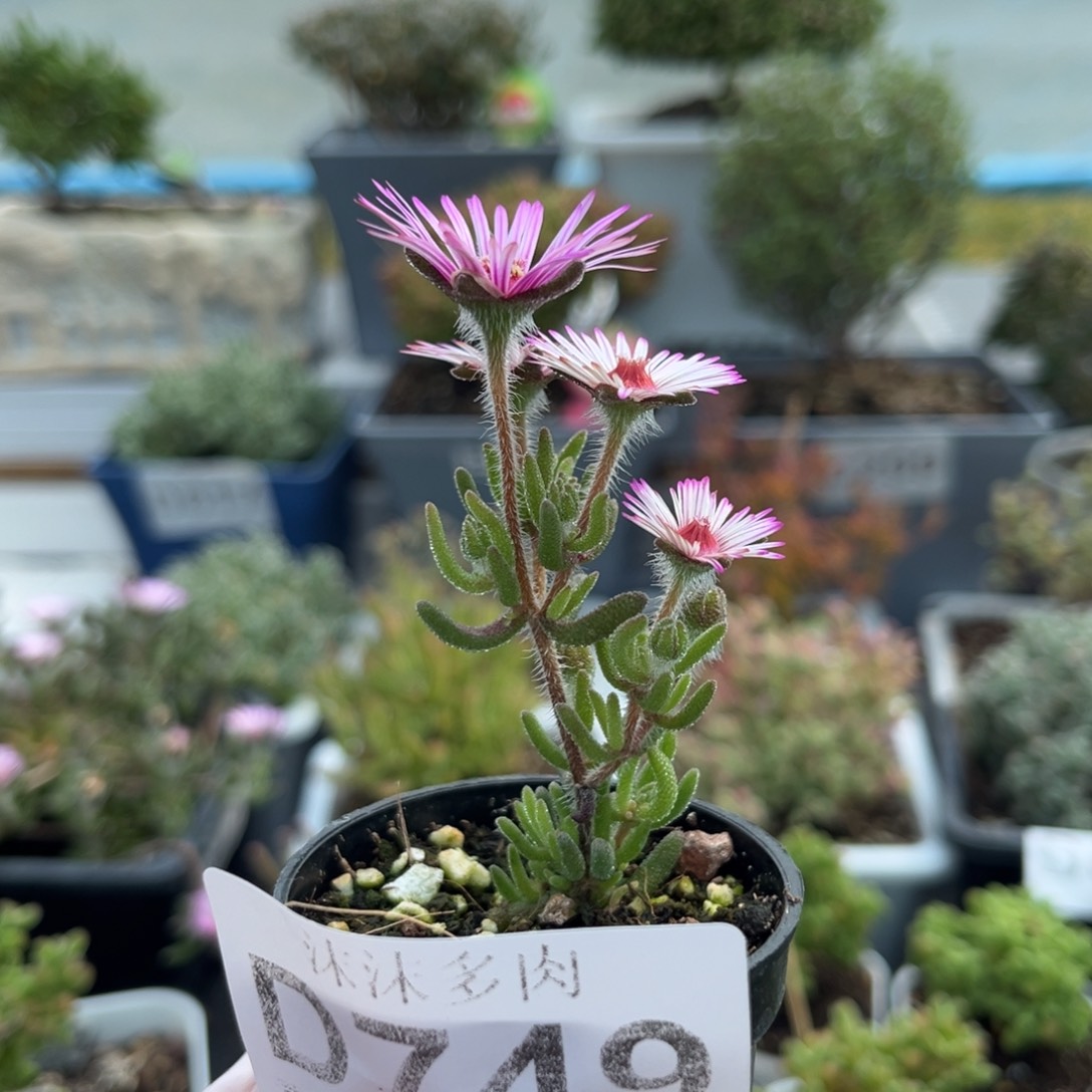 749狐尾枝干番杏