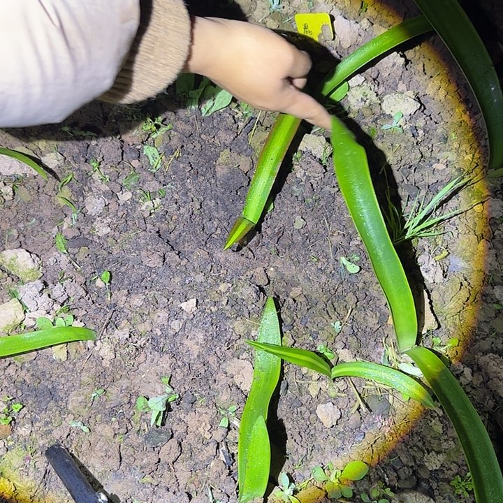 白肋盲盒品种自然球2.3厘米 可寄养