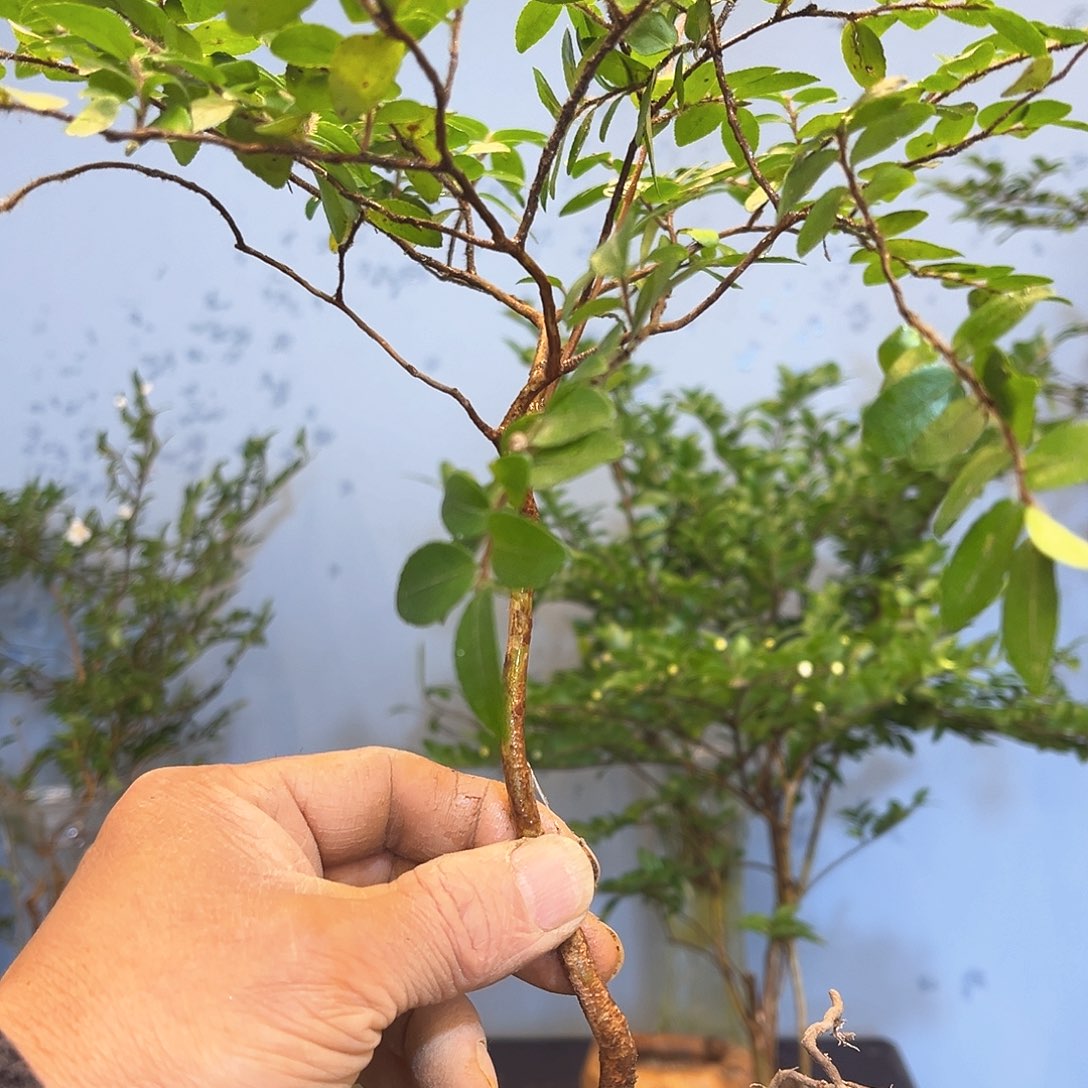 鹤**计美男树是我最爱最喜欢树