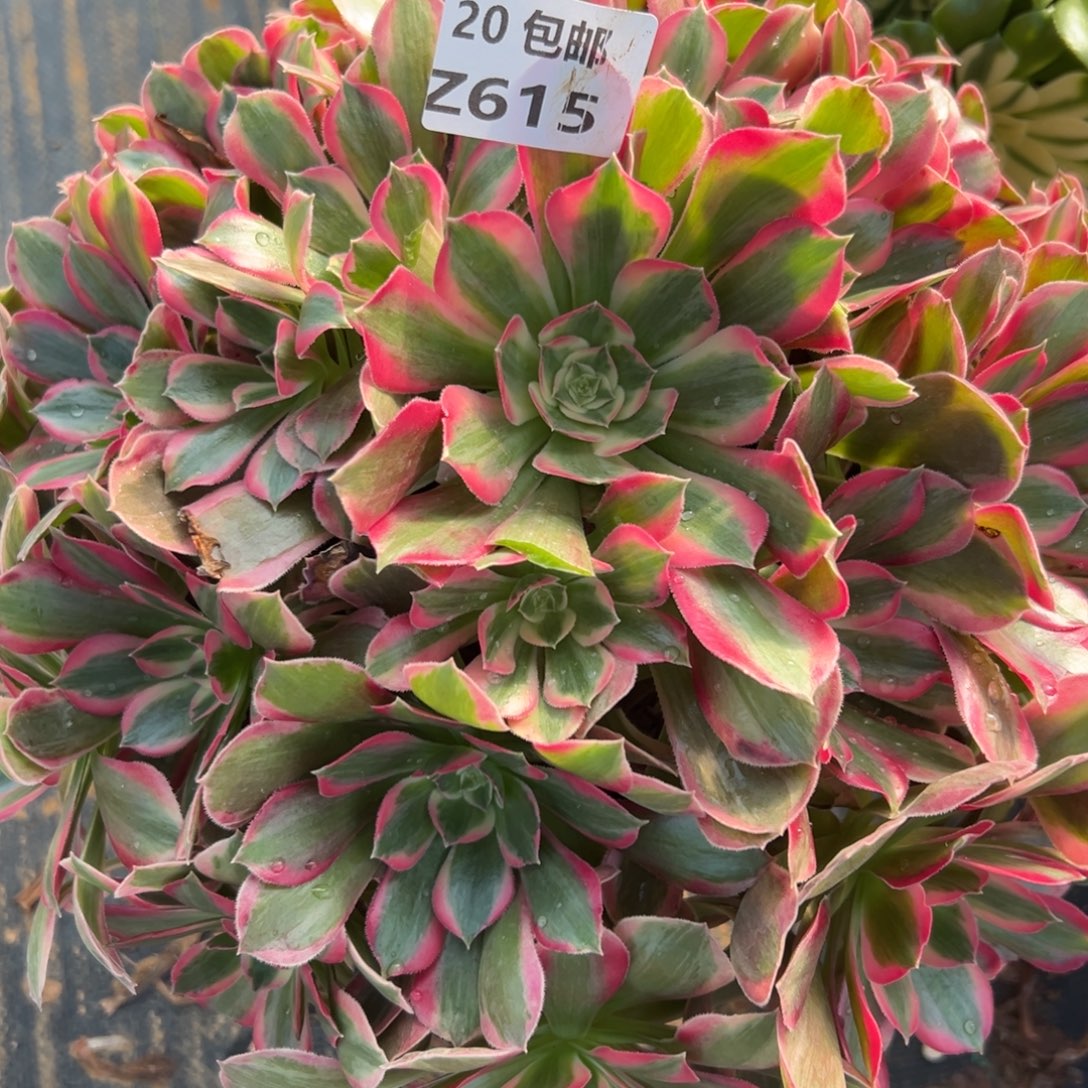 615女郎，满20包邮嘟叮熊