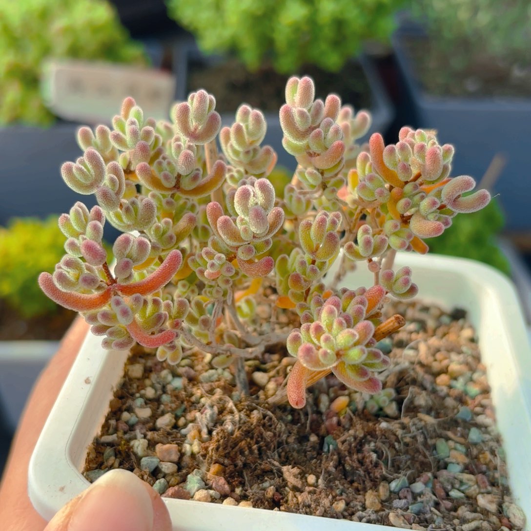 福利冰红杂646。