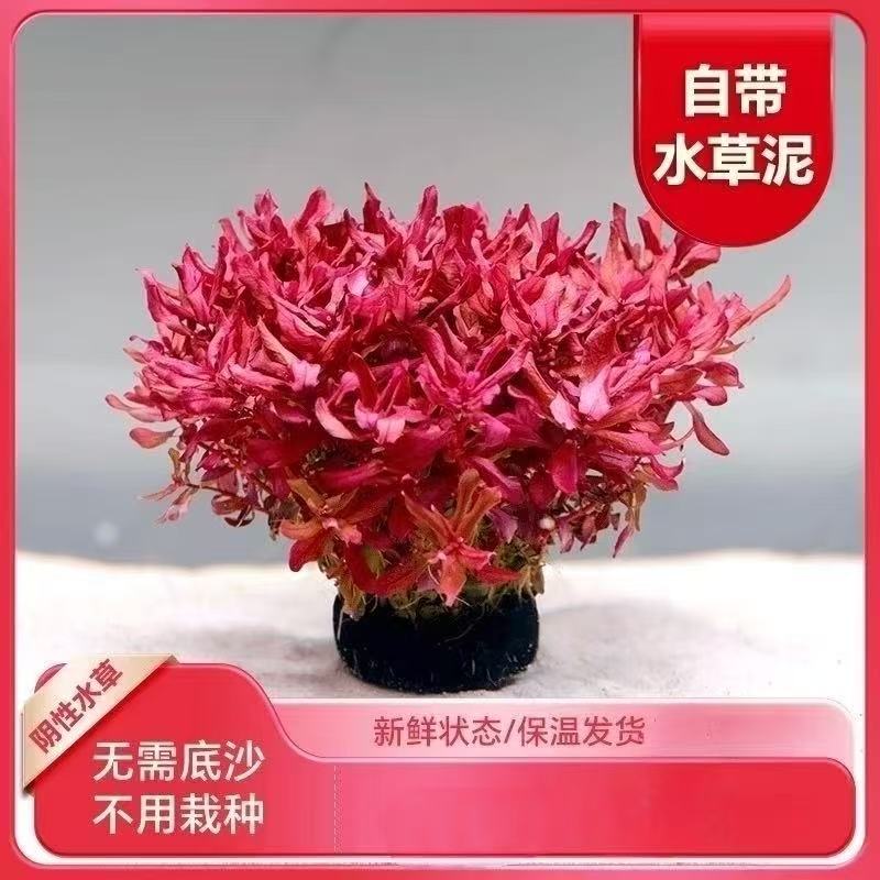 Z 皮实中景   红柳 30天内养死包赔包售后