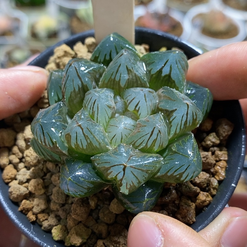 【闪购商品】20龙爪