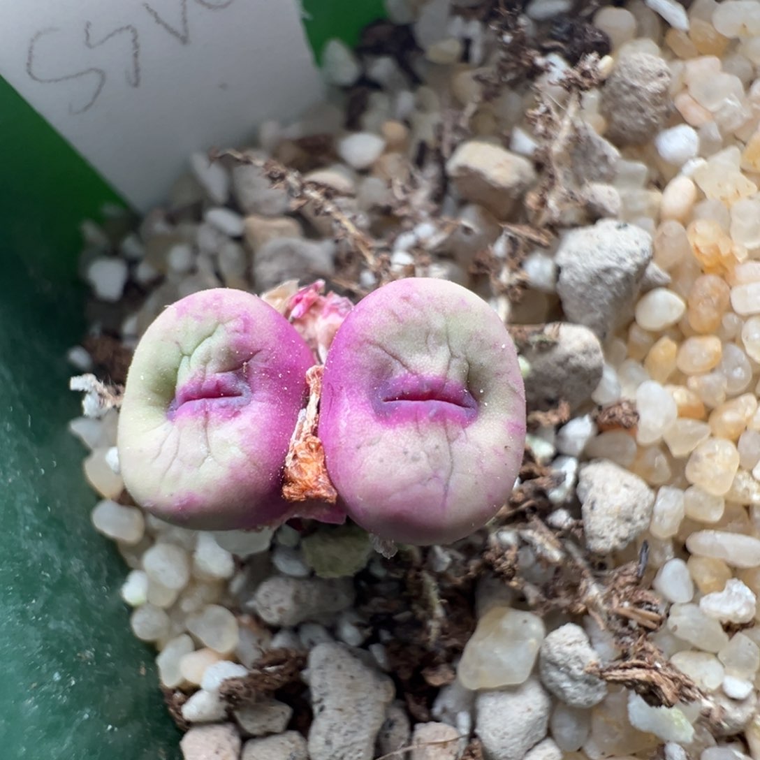 956优选SSW贝特芬红嘴