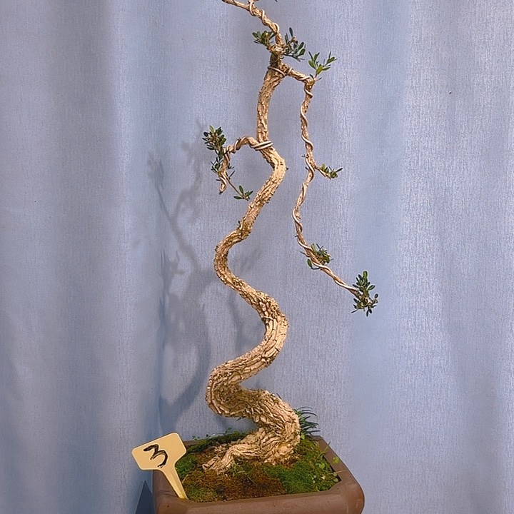 无花朵广东皱皮雀舌黄杨