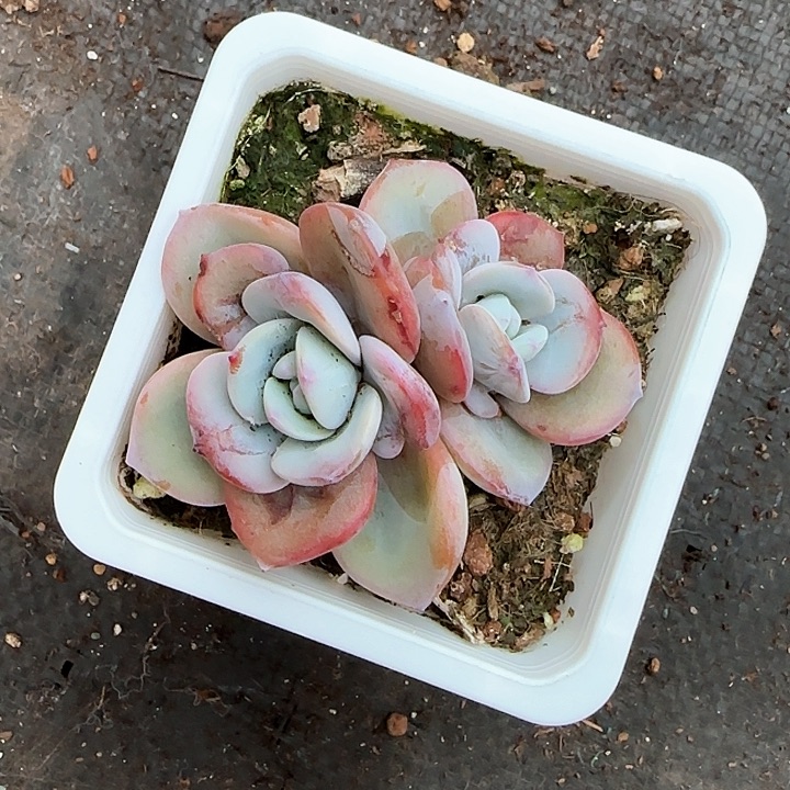 随**意青蛙王子儿童牙膏111