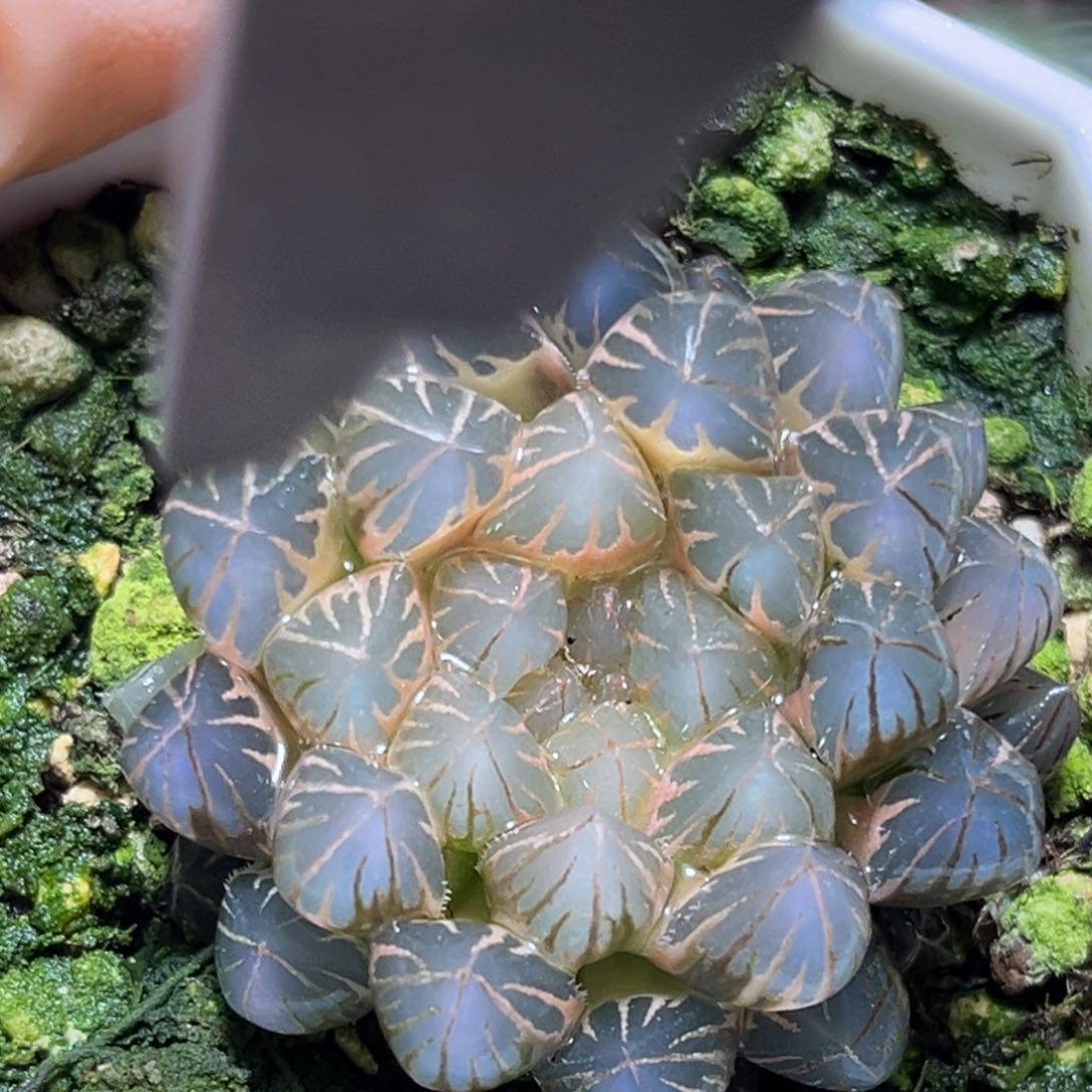 恭喜发财大吉大利580