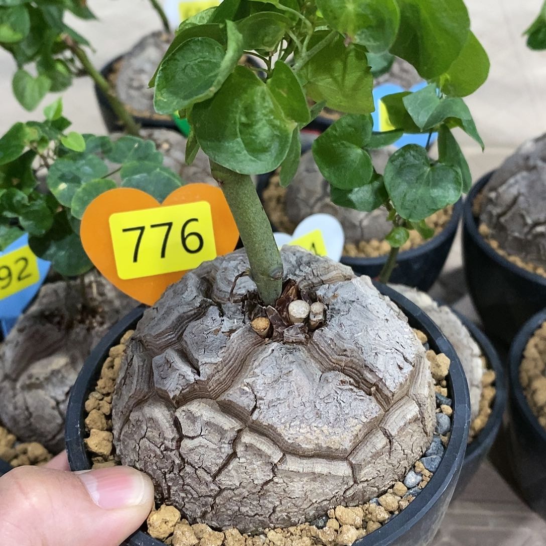 南非龟甲龙龟甲龙