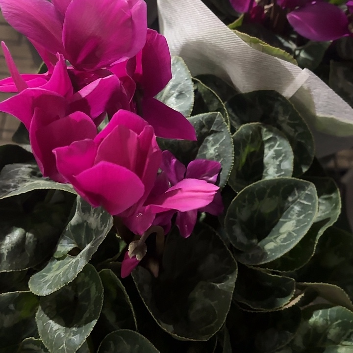 全部花苞圆边紫1.5加仑超大花