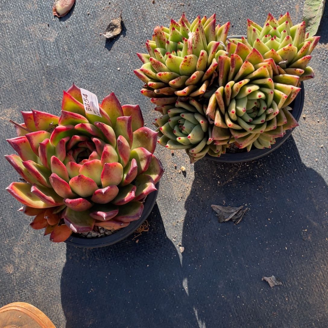 无花朵若如东云单拍B354