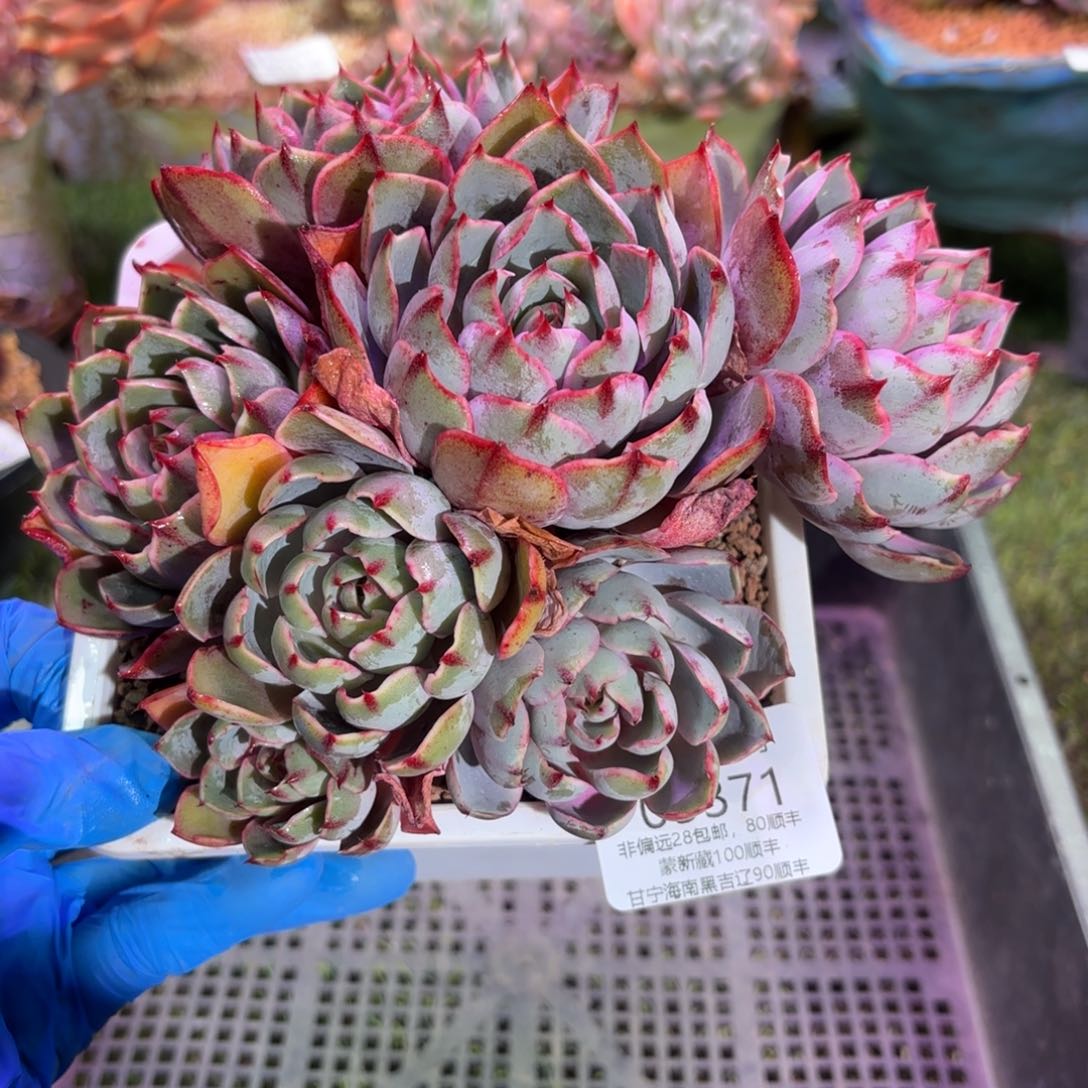 多肉植物05371ghg