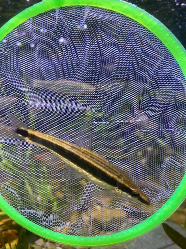 冷水活体铅笔麦穗鱼不用加温好养活群游观赏于小型淡水原生鱼