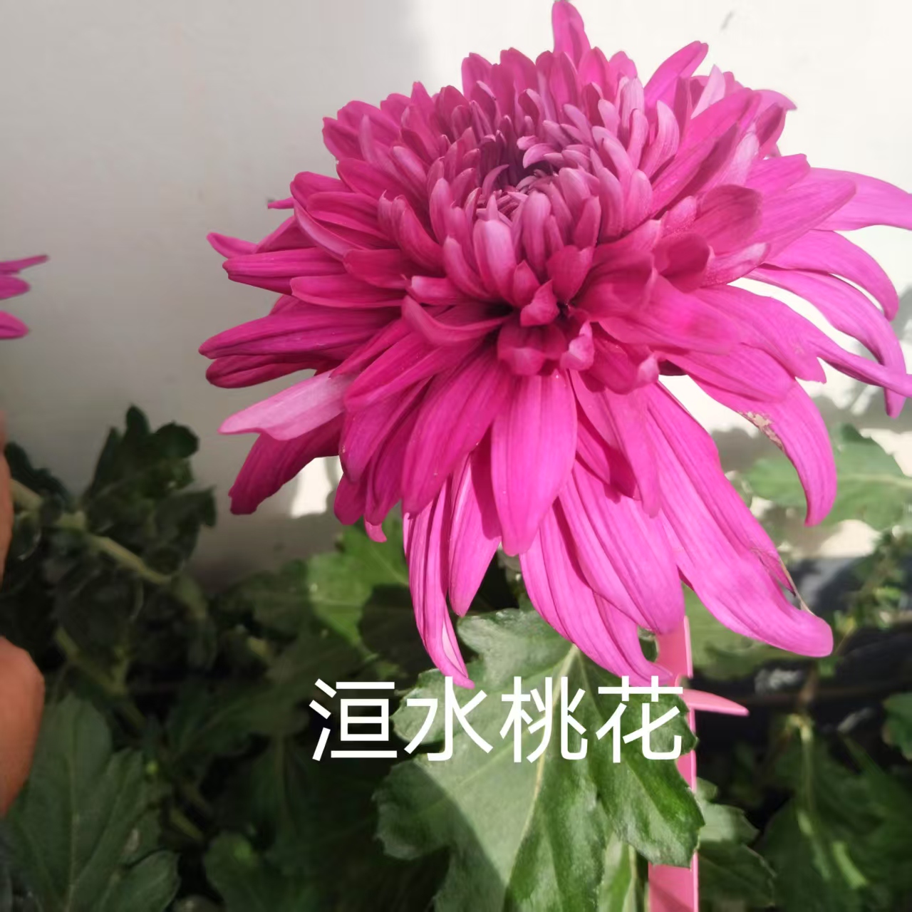 洹水桃花，菊花苗，可盆栽，可地栽。