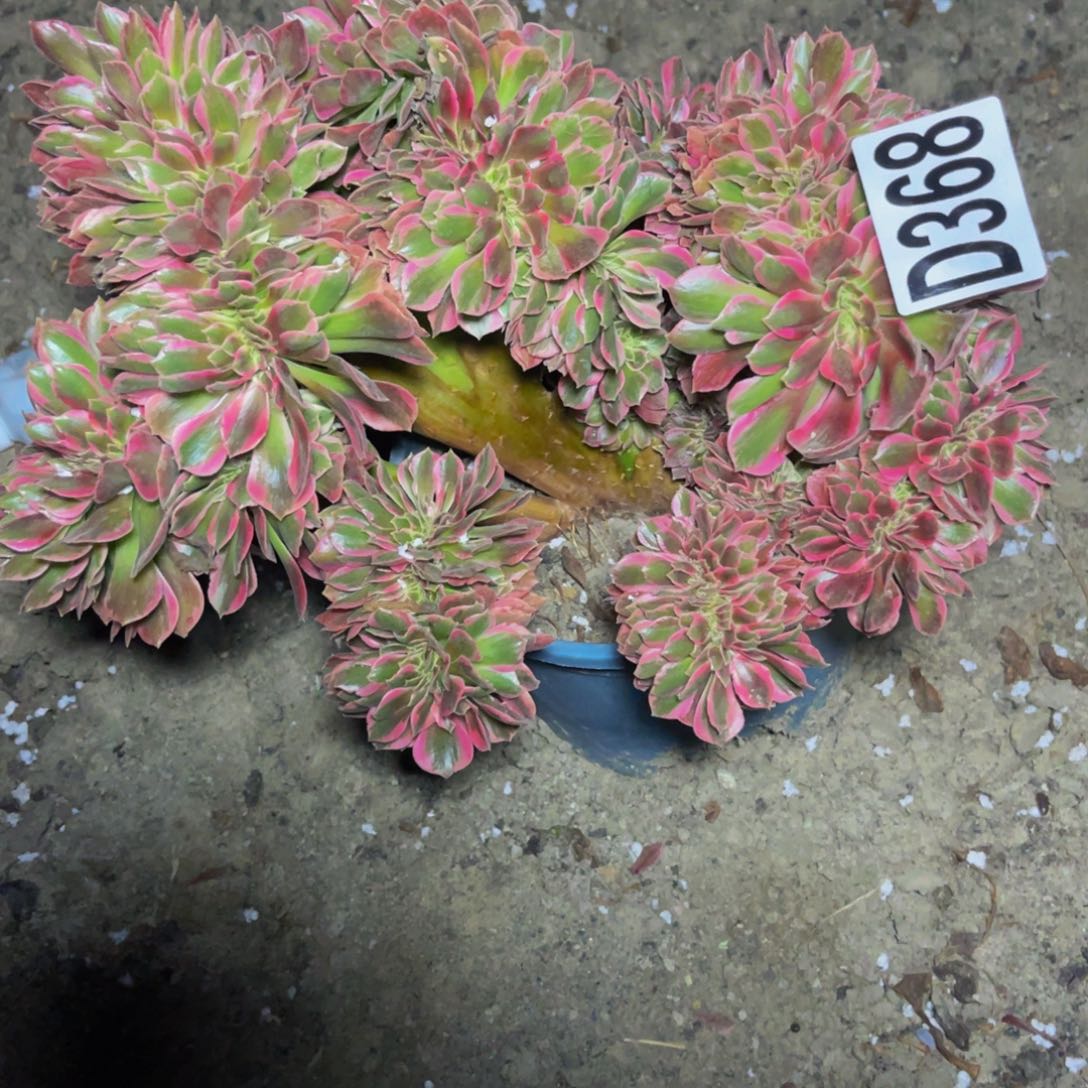 女郎法师16/-14包邮