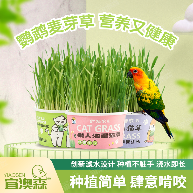 鸟草鹦鹉草麦芽草粮大麦种子饲料可啃咬促进消化解闷防啄毛