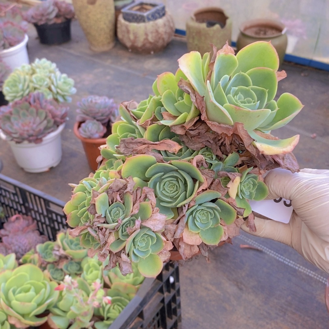 6995柠檬玫瑰缀化一物一拍