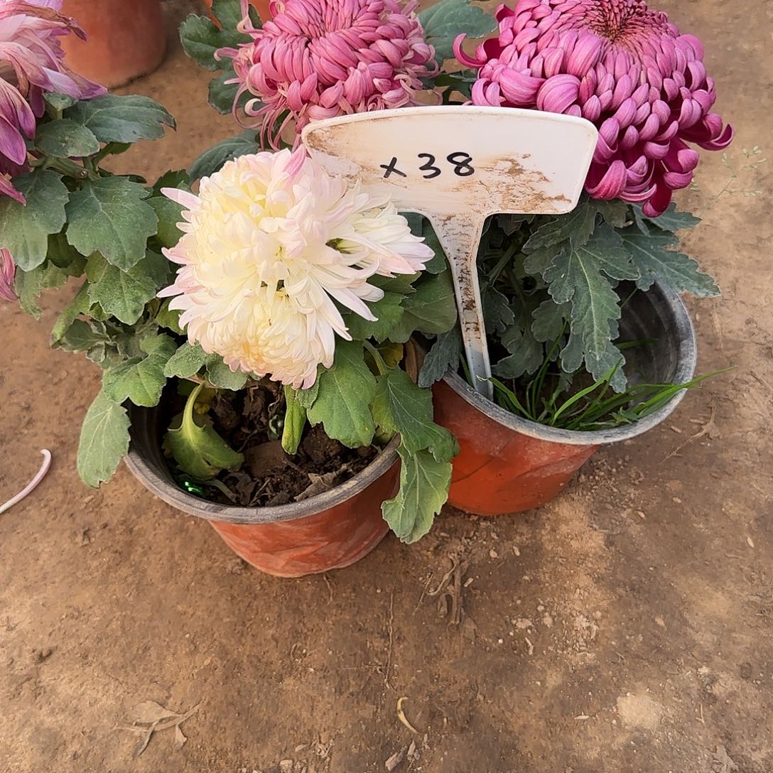 完全开放X38根苗处理五十句