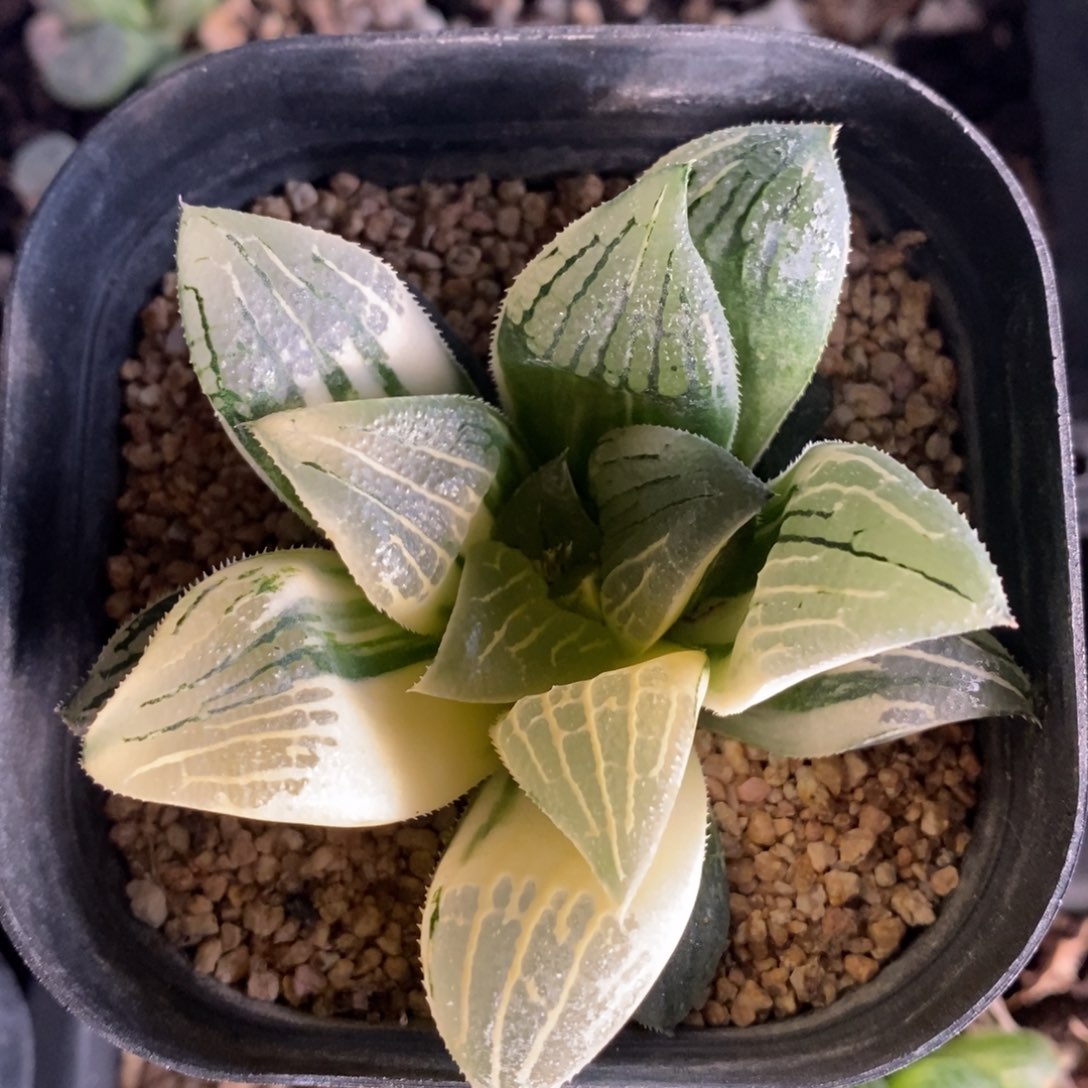 一颗实生磨面寿锦 