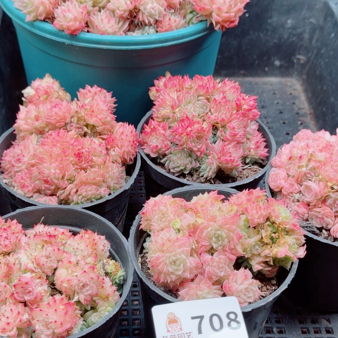 芽***呀多肉植物多肉植物