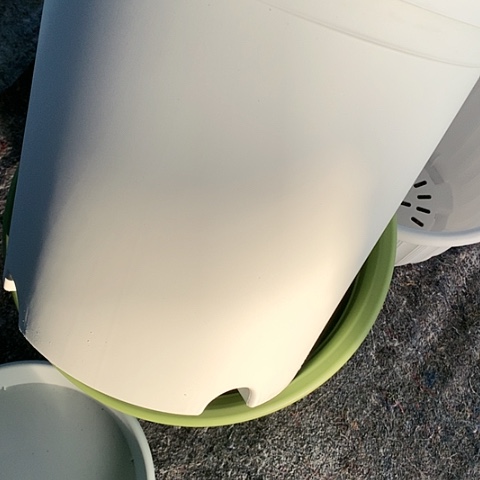 红陶6加奶白无托微瑕3个