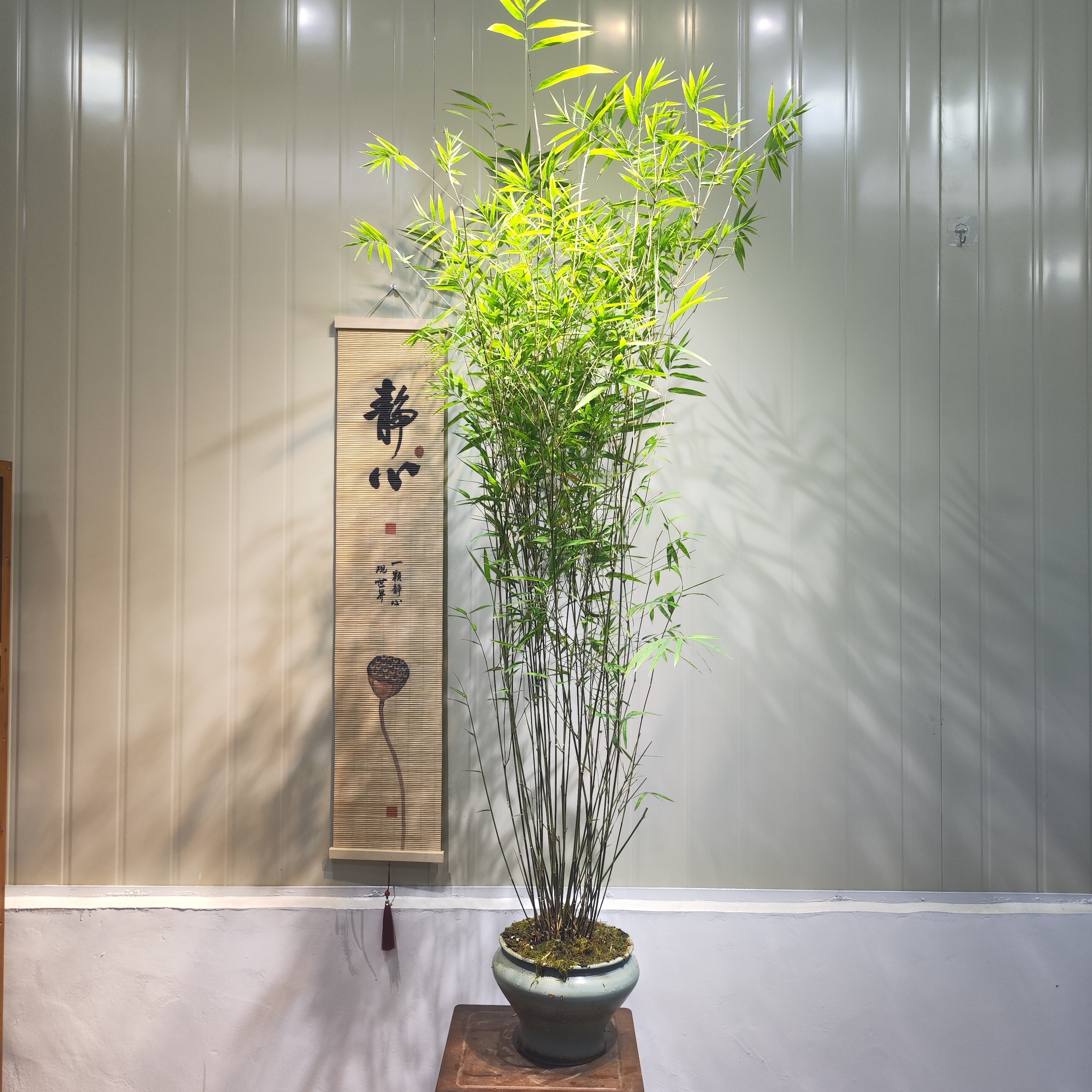 内门竹 茶空间 竹盆景 茶桌盆景 空间美学 禅意生活 竹子 绿植