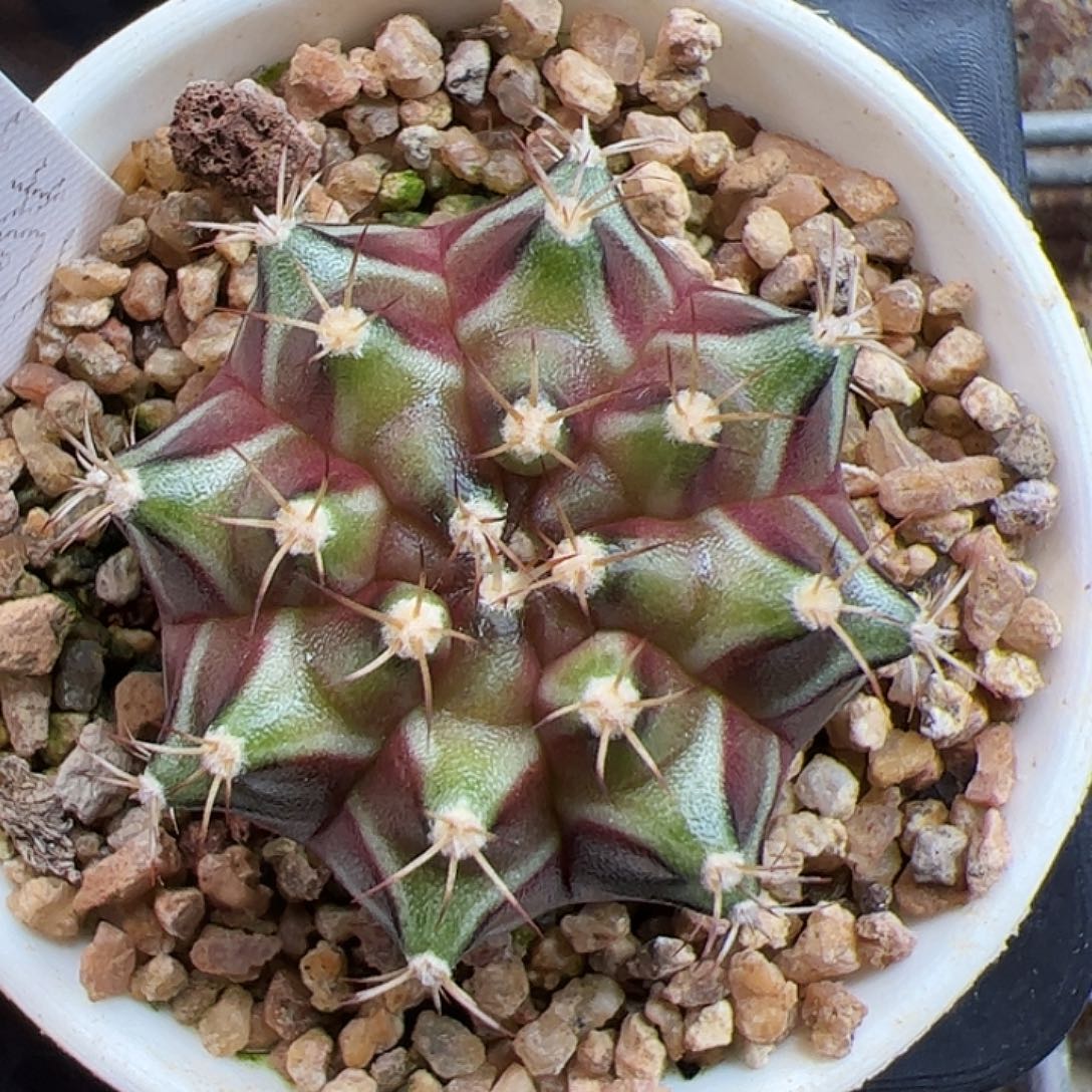 当前无花朵，栽培后可花朵