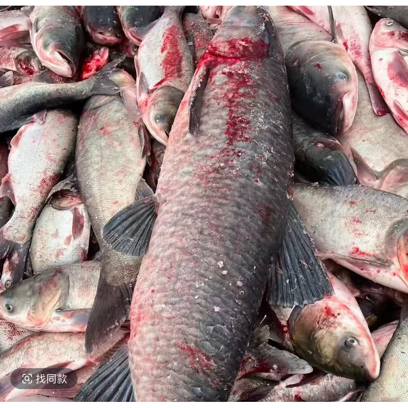 东北冷水野生草鱼活鱼速冻新鲜美味