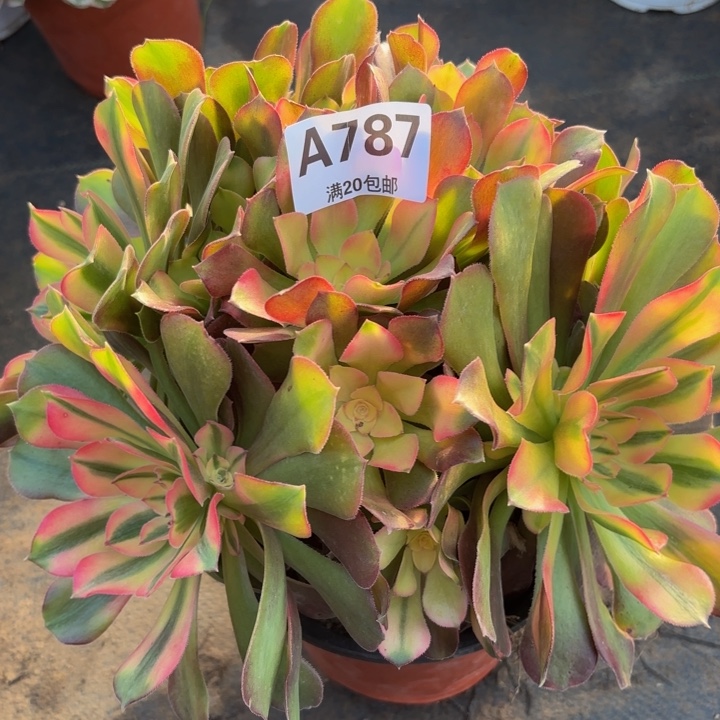 瑞妈多肉植物，787洛神