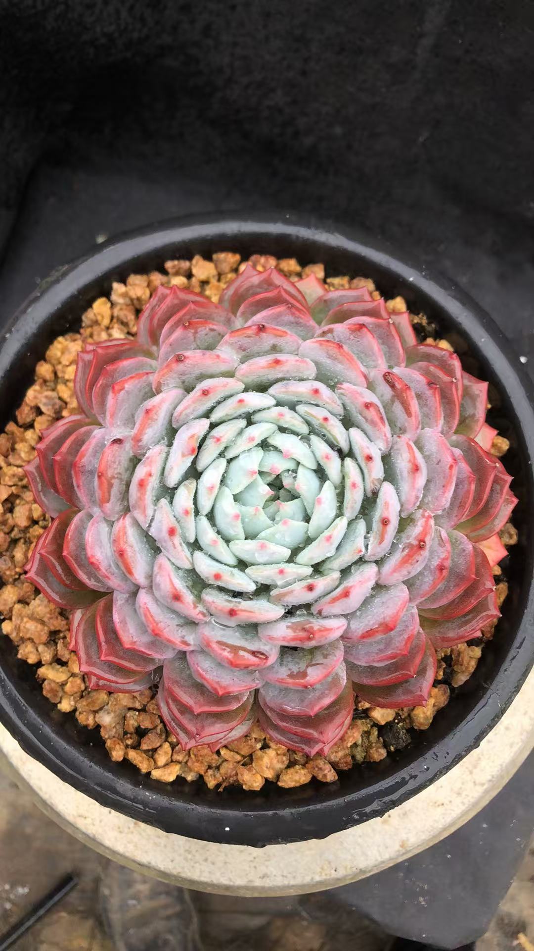 叠叶海棠花精控 