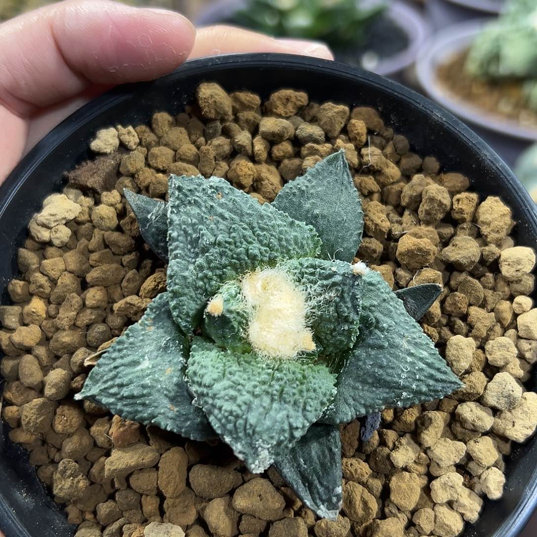 尚野园艺换电费实生