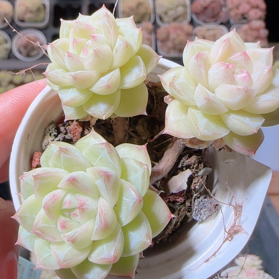 花语多肉1218-106