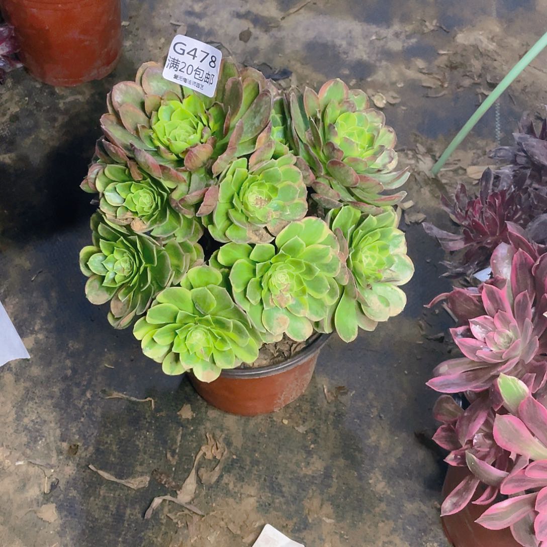 478奶白多肉小损不包