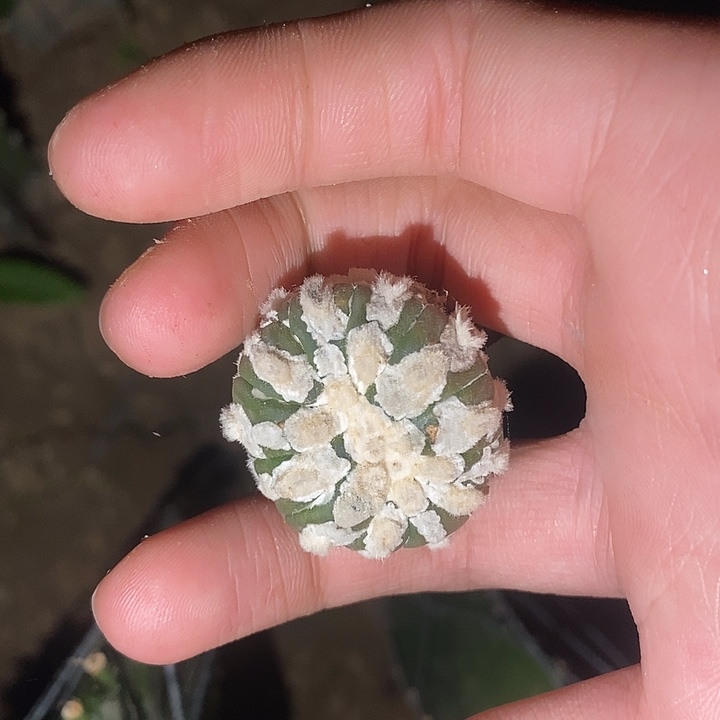 三角接琉璃v缀化哈哈