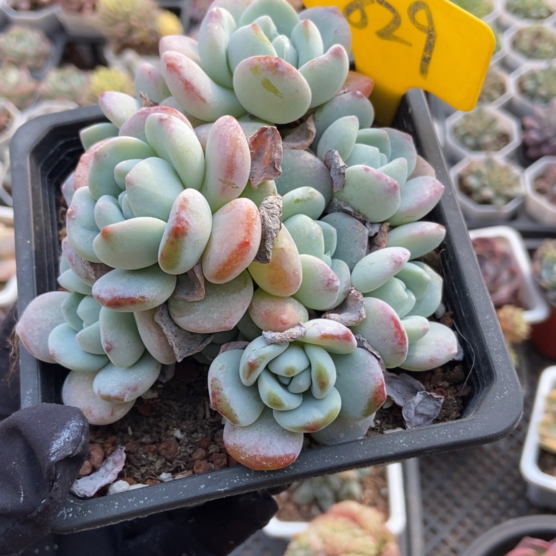 829冷香多肉植物多肉