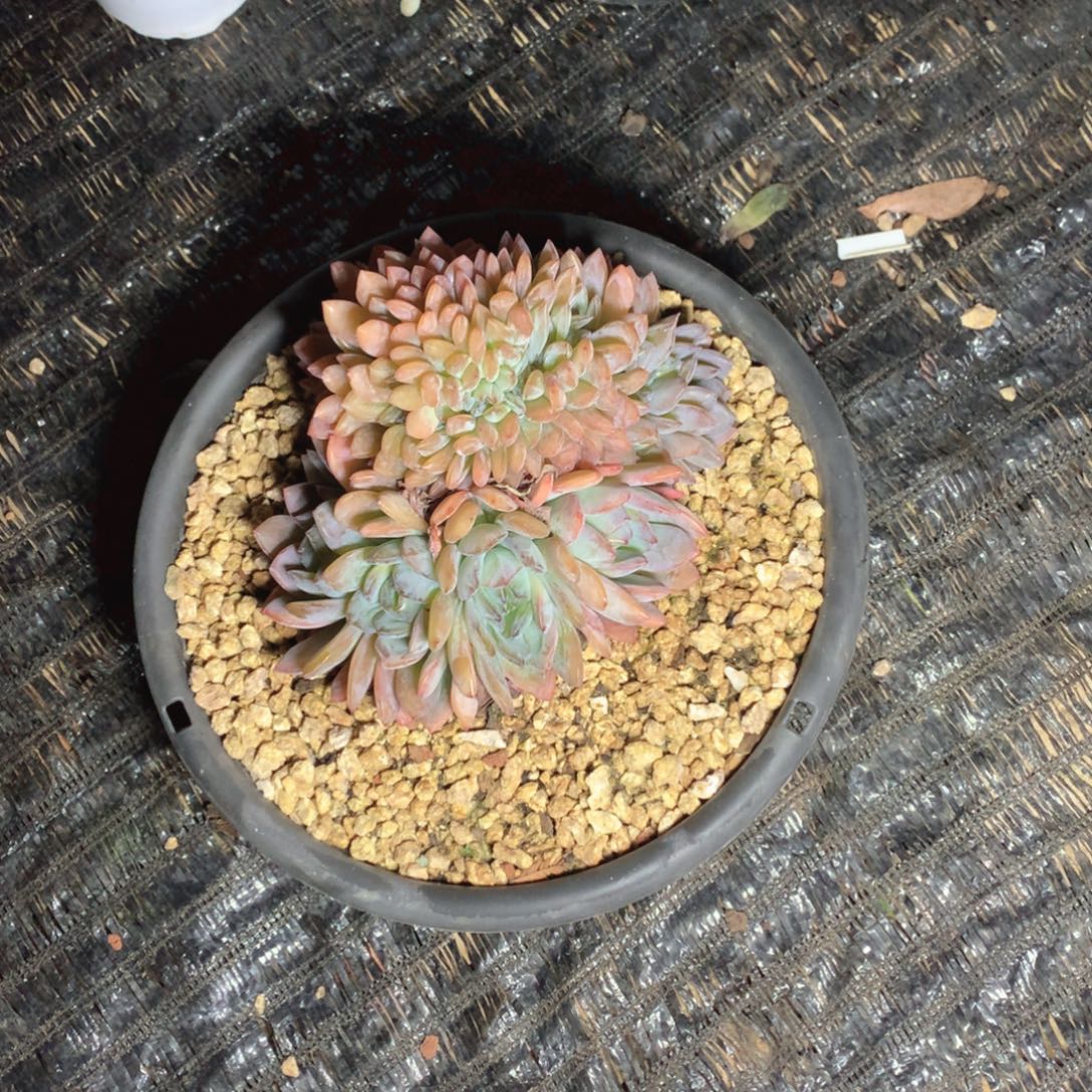 多肉葡萄的品种多样与多样