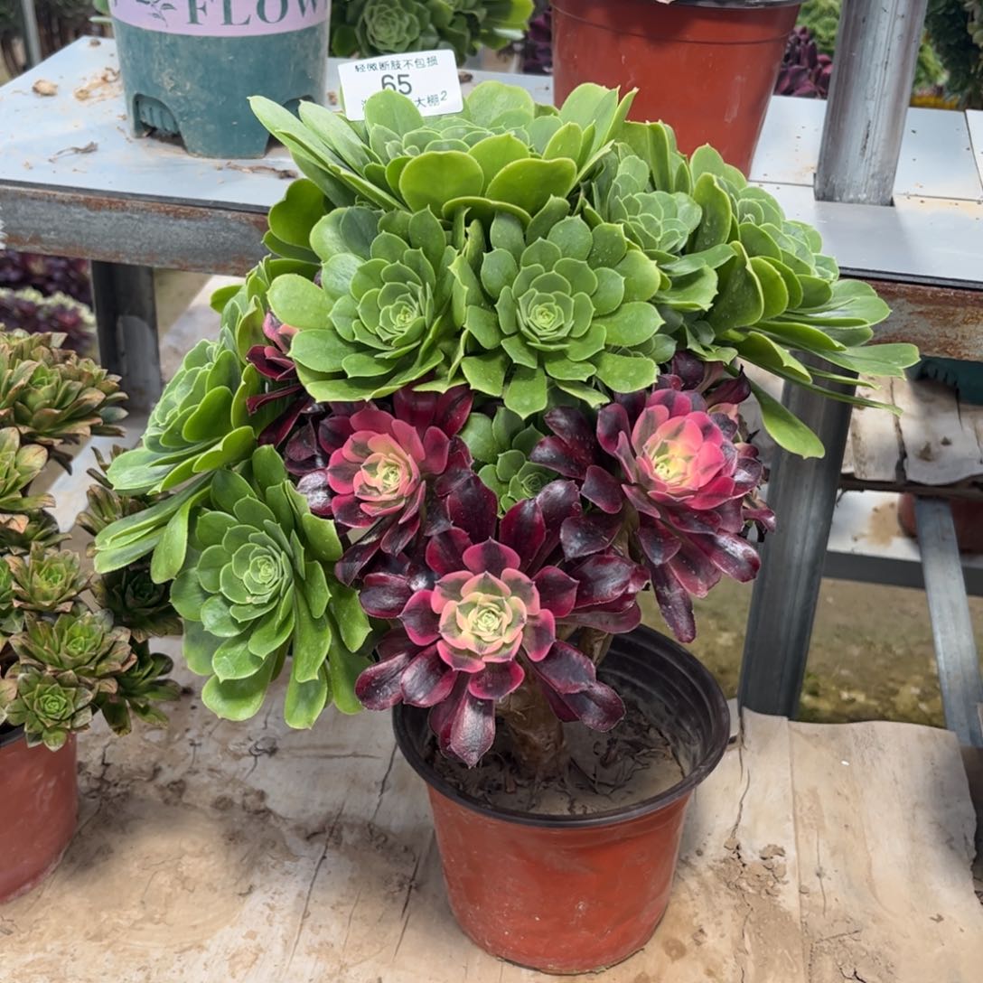 65绿羊绒多肉植物法师