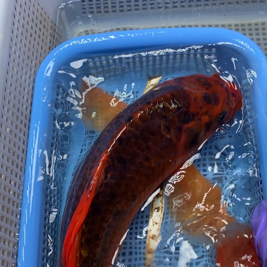 锦鲤四*冷水锦鲤包邮