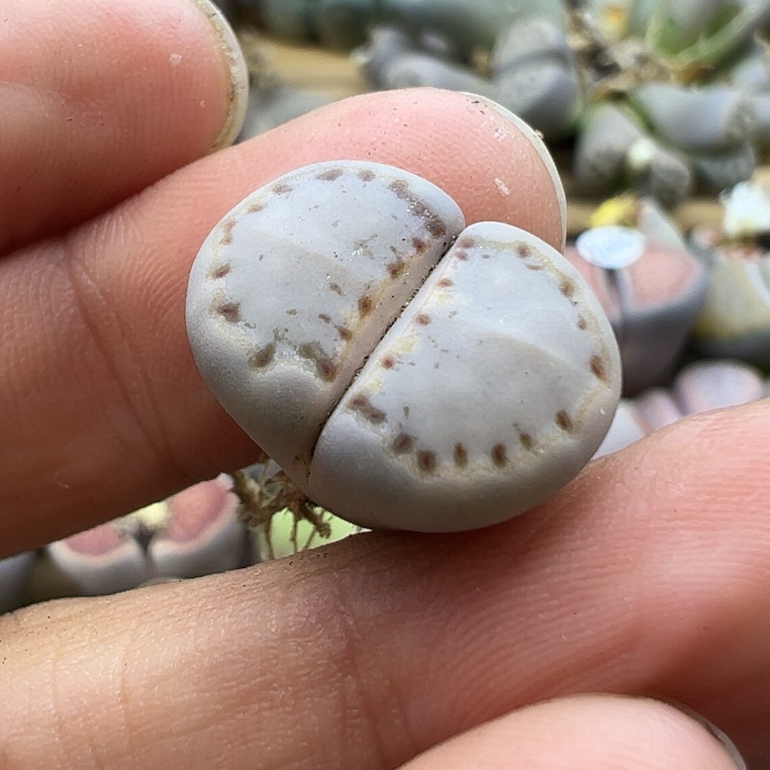 2406 生石花清货价格不作参考