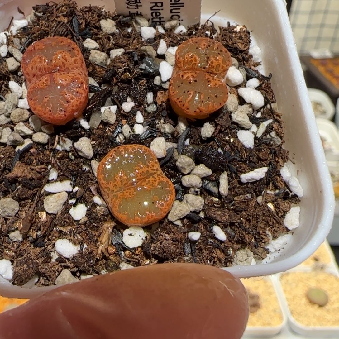 肉锥多肉植物百科-带编号勋章539