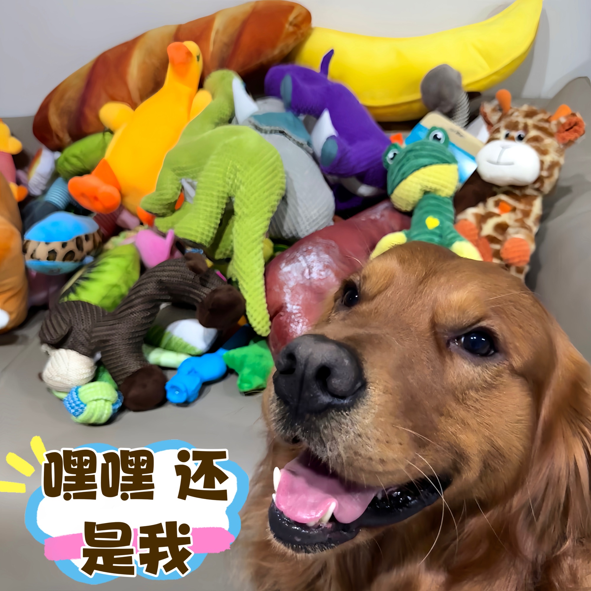 宠物玩具自选 孤品默认微瑕 NO退NO换 