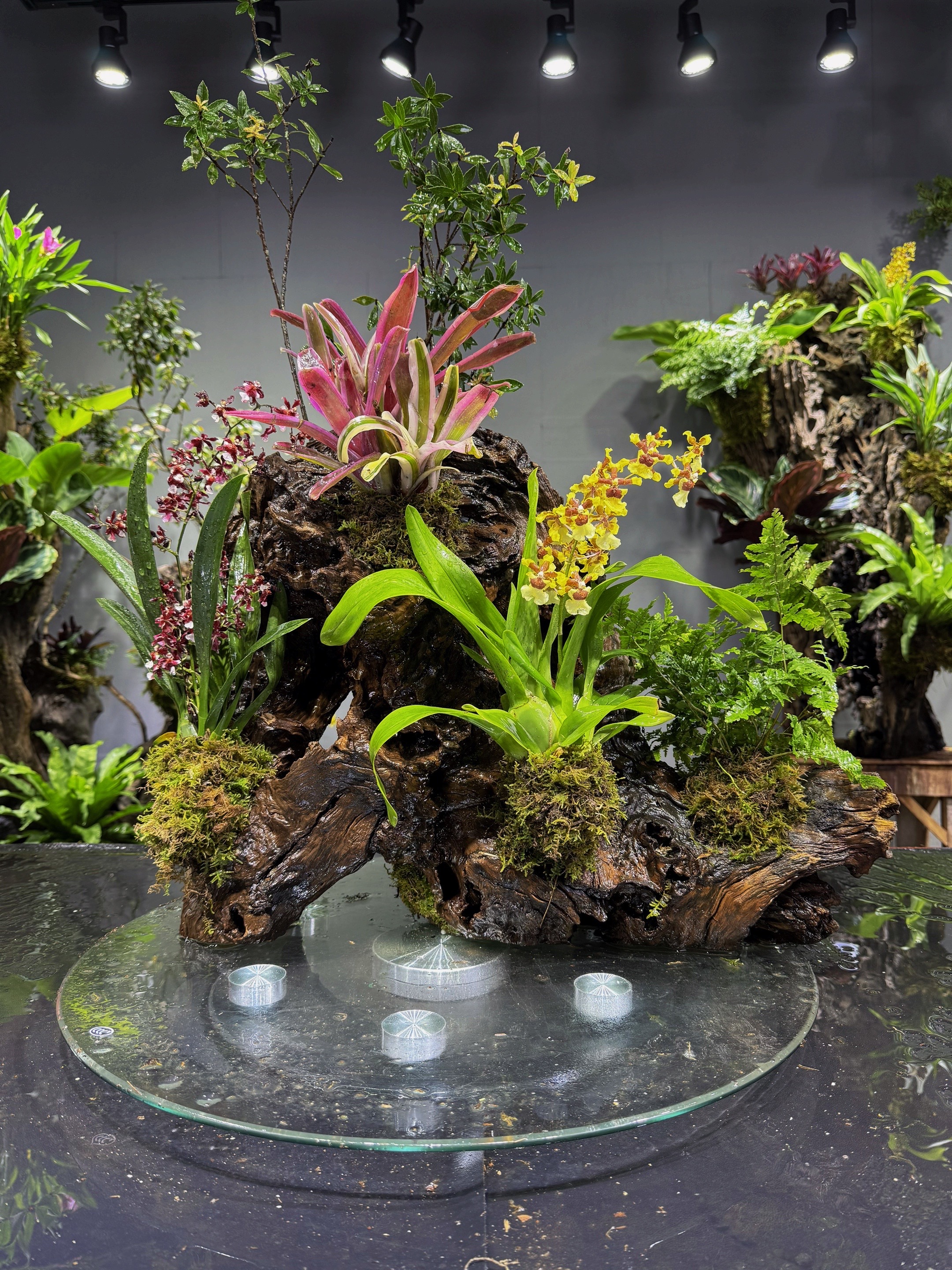 20-100风化木五翅莓绿植附生寄生植物   直播链接一物一拍