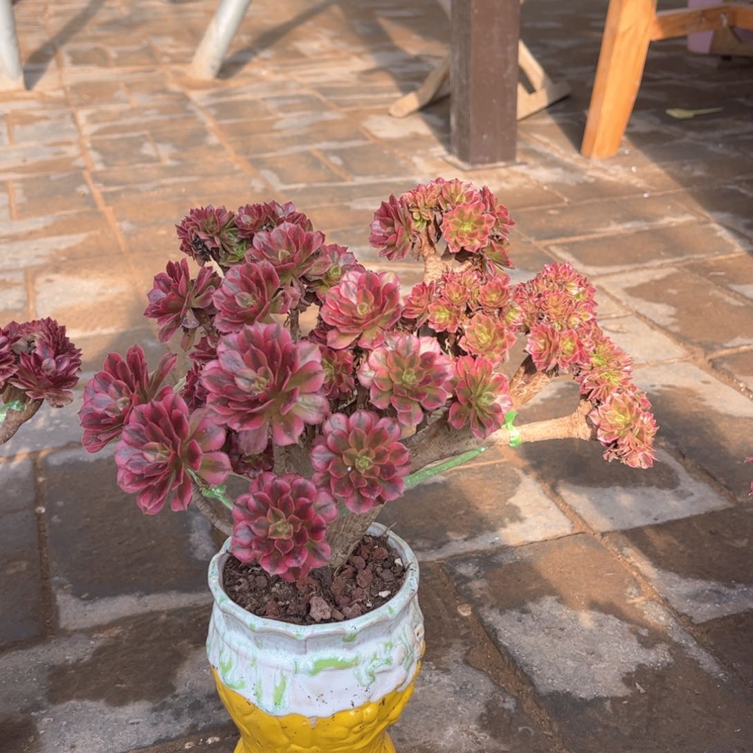 眷****语铜壶黄小精品福利