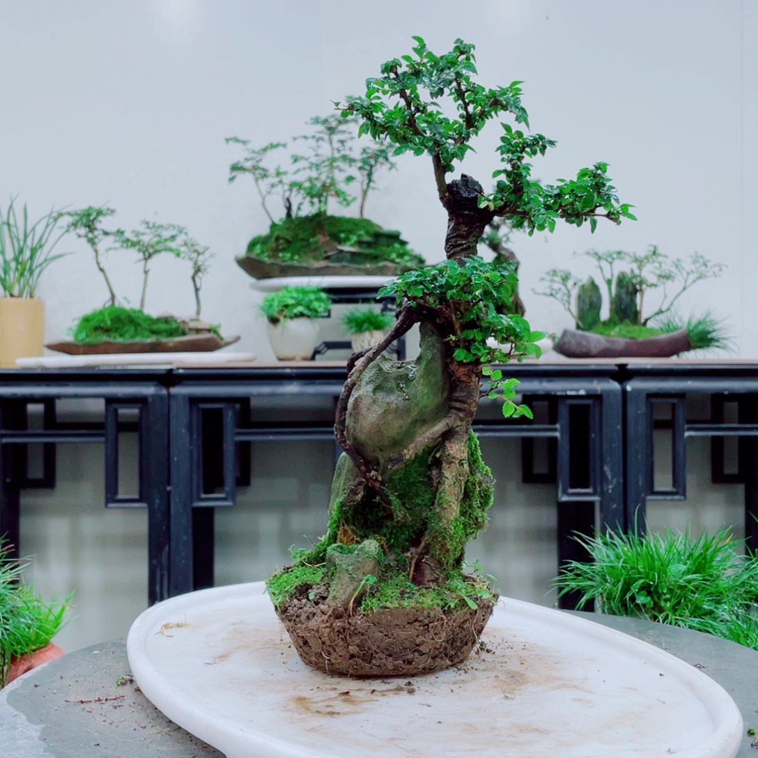 大*铁线蕨铁线蕨是一种植物的